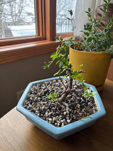 Reviewer's jade plant showing healthy new leaf growth after using the Plant Food.