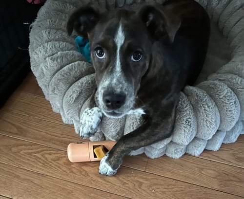 Customer's dog in a plush bed with a Long-Lasting Yak Chew in a holder.