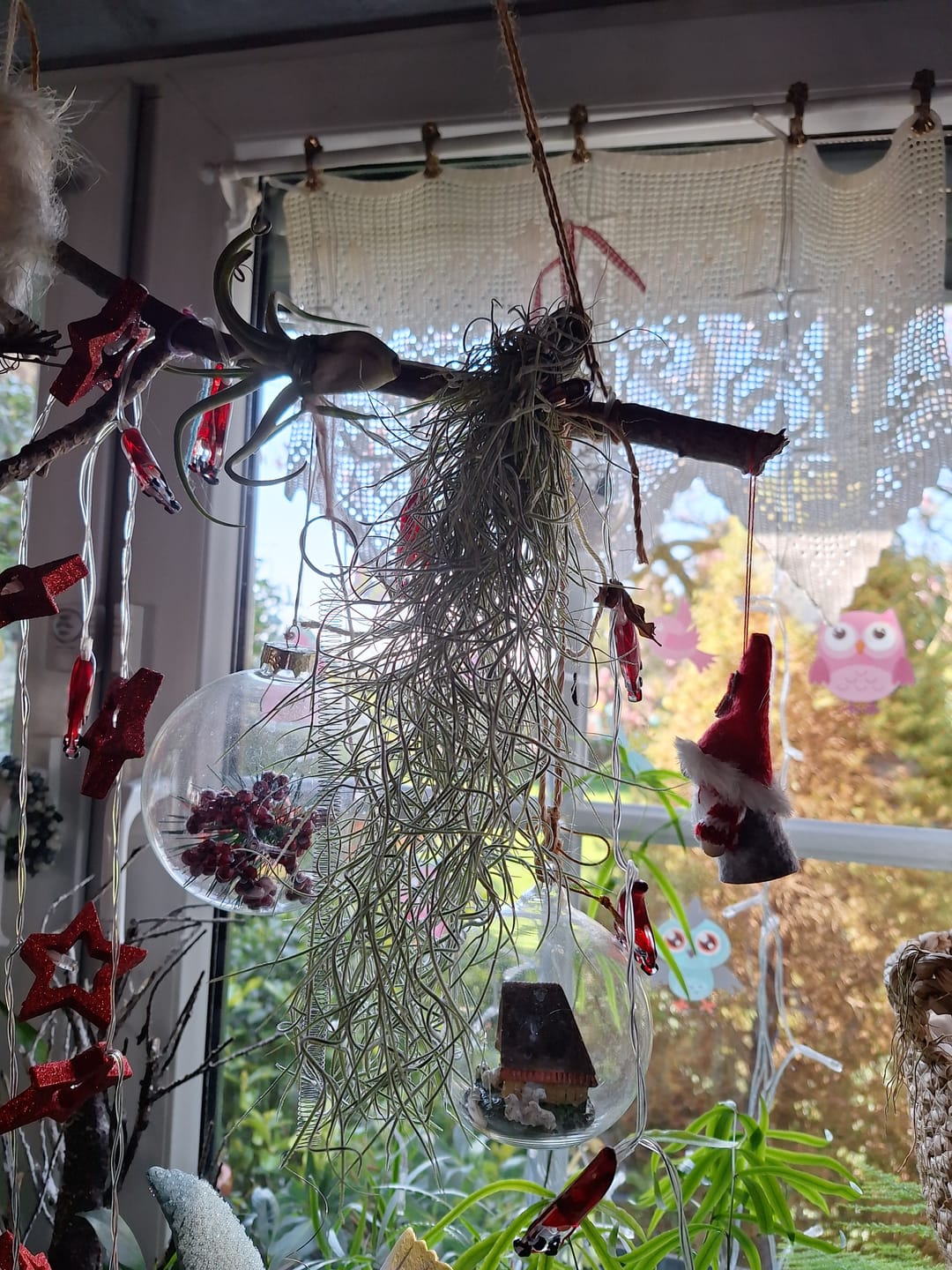 Customer photo review of Tillandsia usneoides - Lousianamoos
