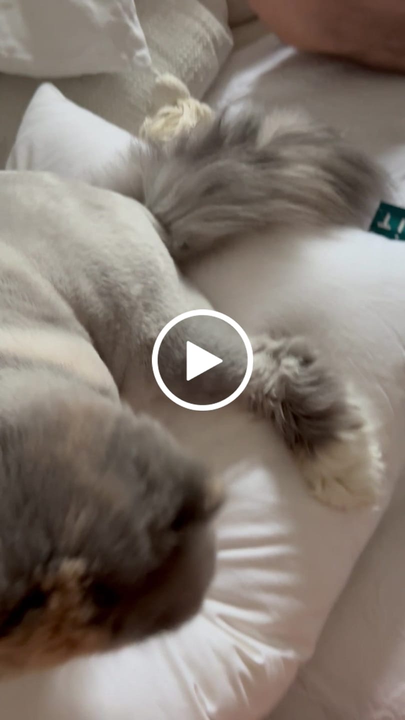 Customer video review of Pernă Plume Puf