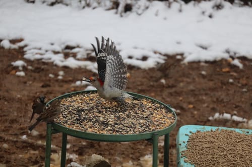 Customer photo review of Wild Delight Nut N’ Berry® Bird Seed
