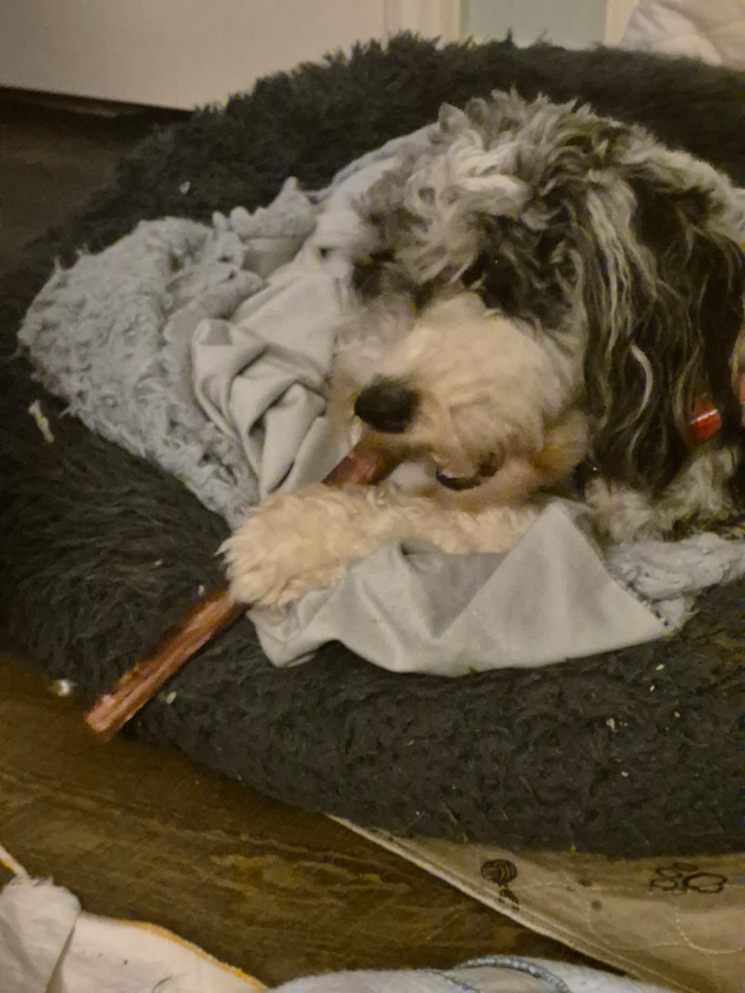 Customer photo review of 10-12 Inch Champion Chew