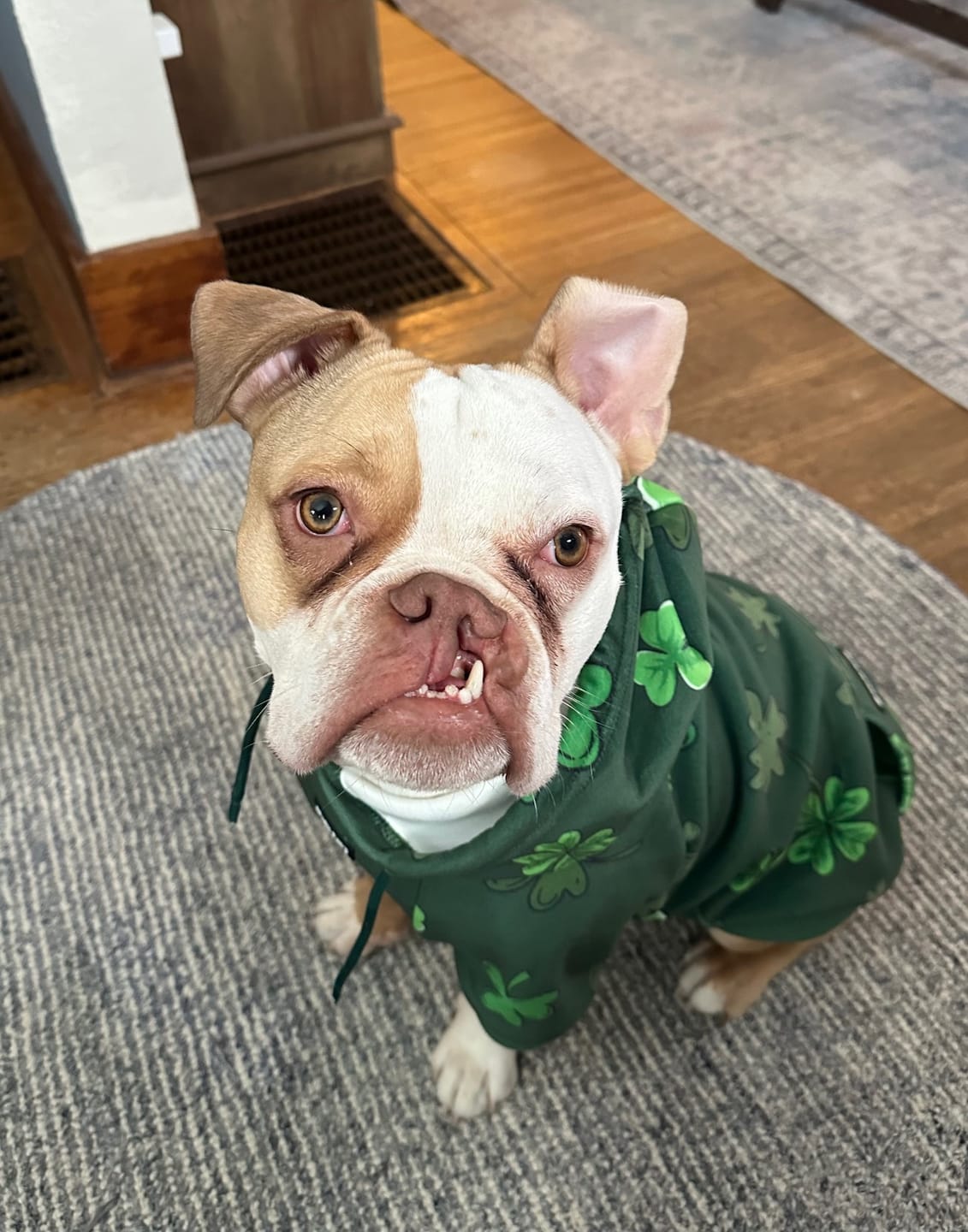 Customer photo review of St. Paddy's Dog Hoodies (Limited Edition)