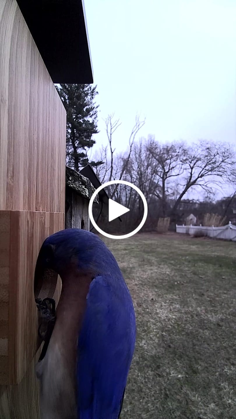 Customer video review of Birdfy Nest Duo - Smart Bird House with Dual Cameras