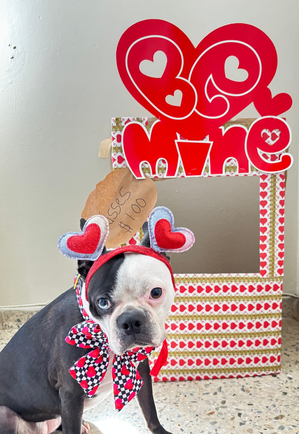 Customer photo review of Lovebug - Dog Collar