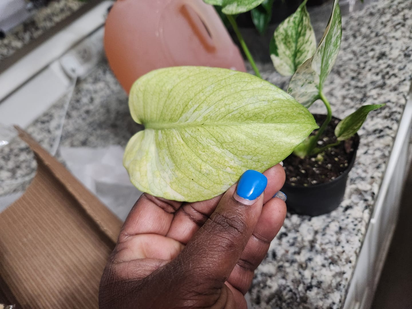 Customer photo review of Monstera 'Mint'