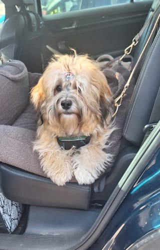 Customer photo review of Chocolate | The Cosy Car Seat