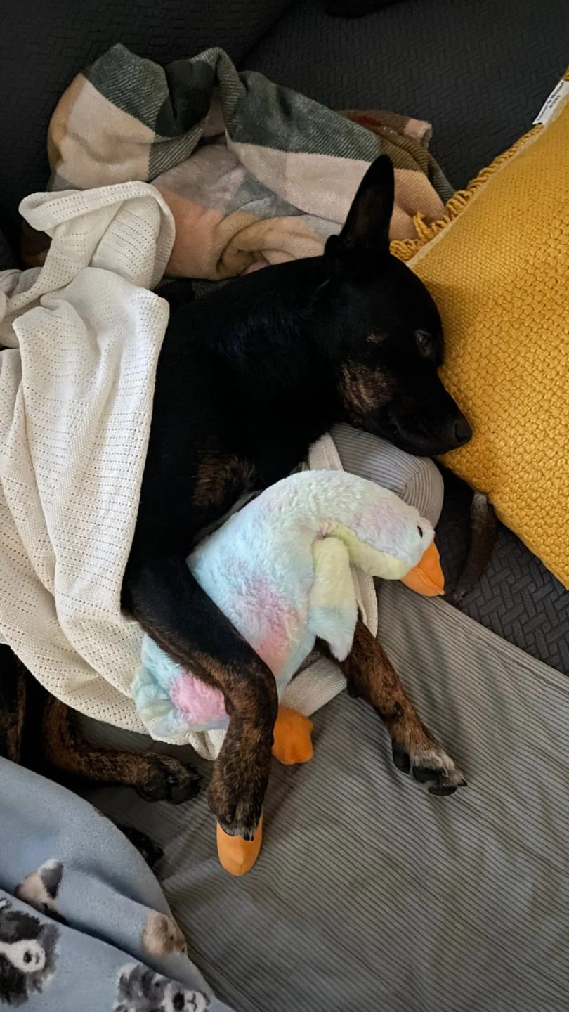 Customer photo review of 50cm Soft Anxiety Reducing Colorful Duck Plush Toy for Dogs | Dog Toys