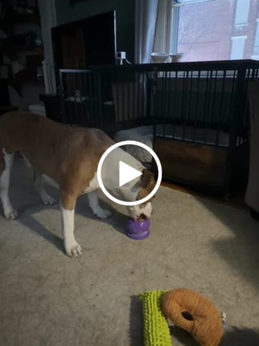 Customer video review of FreezBall Bundle  - Starter Pack