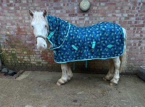 Customer photo review of Peacock Fleece