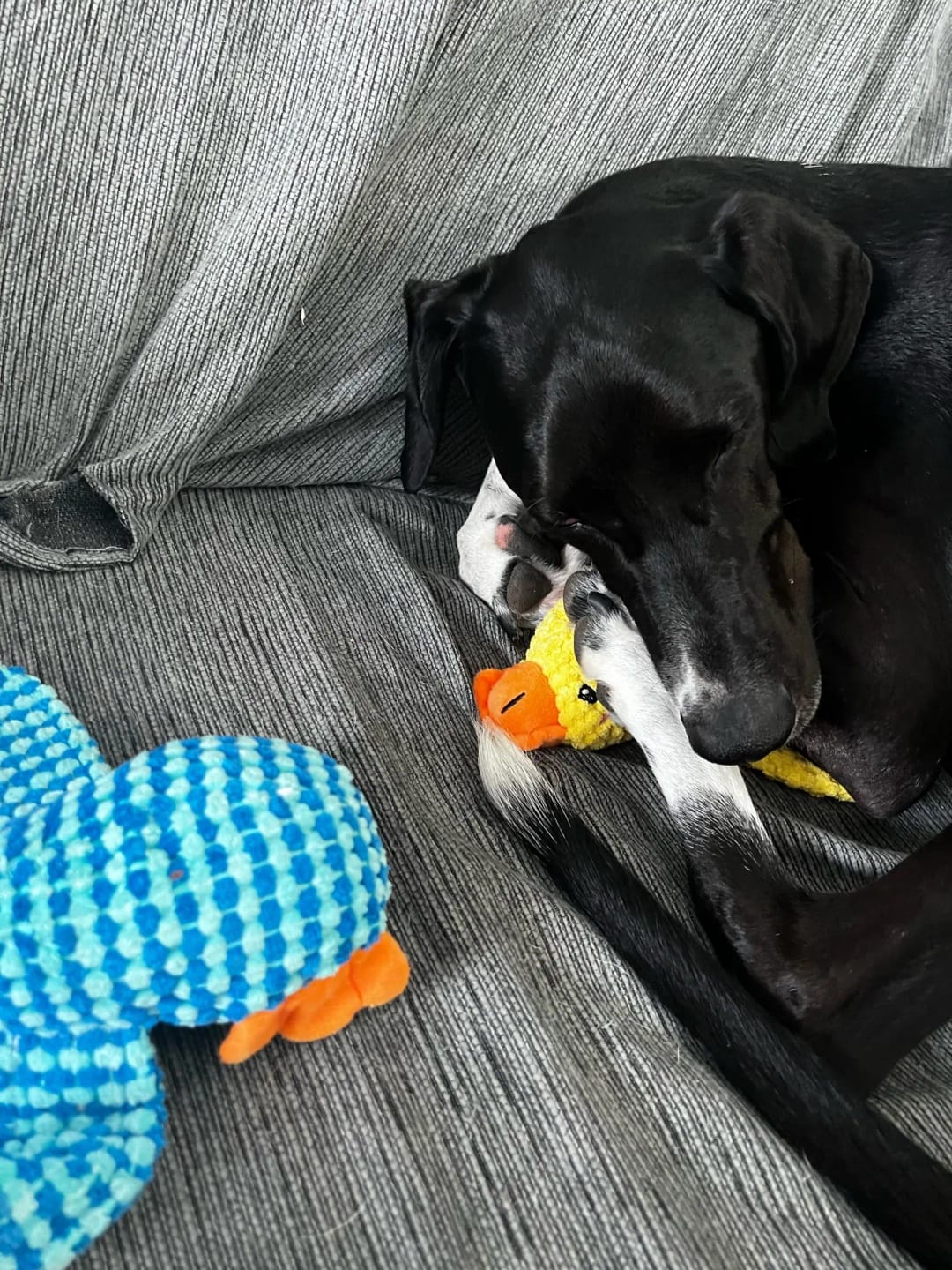 Customer photo review of Plush Blue Goose Dog Chew Toy