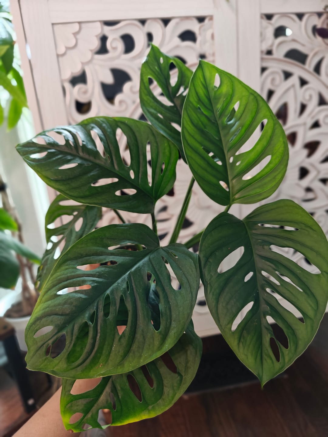 Customer photo review of Monstera adansonii Wide Leaf