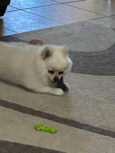 Reviewer's fluffy white dog lies on a rug, intently chewing on a dark-colored Long-Lasting Yak Chew.