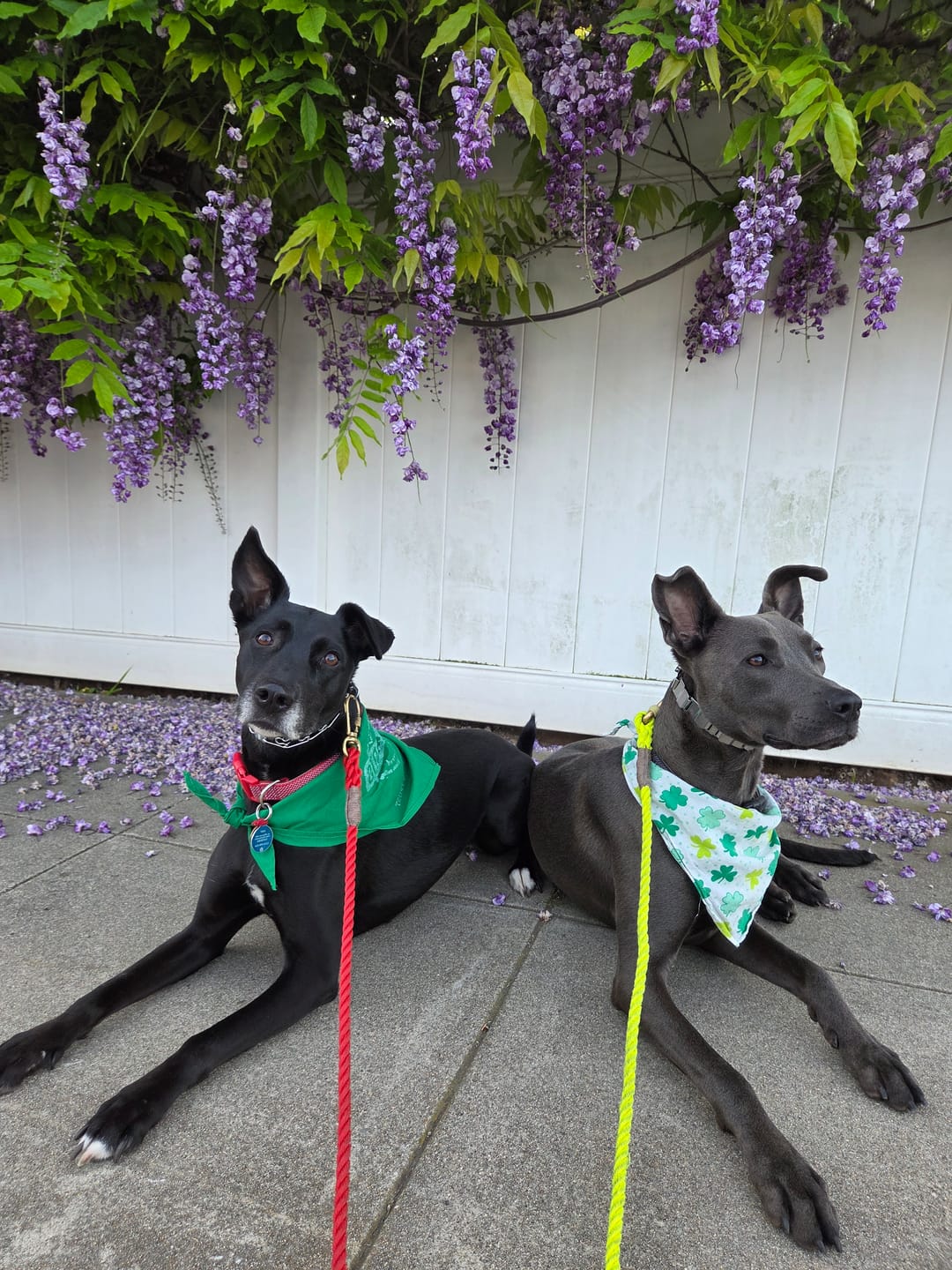 Customer photo review of Neon Yellow Rope Leash, Standard