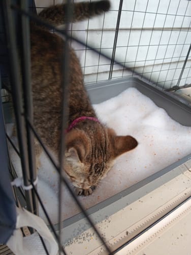 Customer photo review of Fit Litter