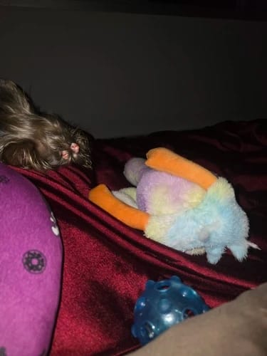 Customer photo review of 50cm Soft Anxiety Reducing Colorful Duck Plush Toy for Dogs | Dog Toys