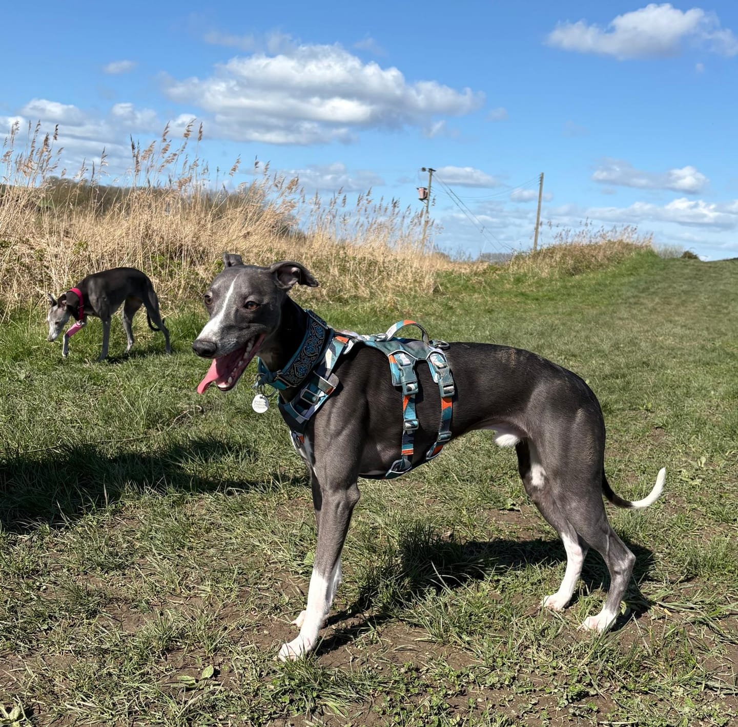 Customer photo review of Scramble Harness