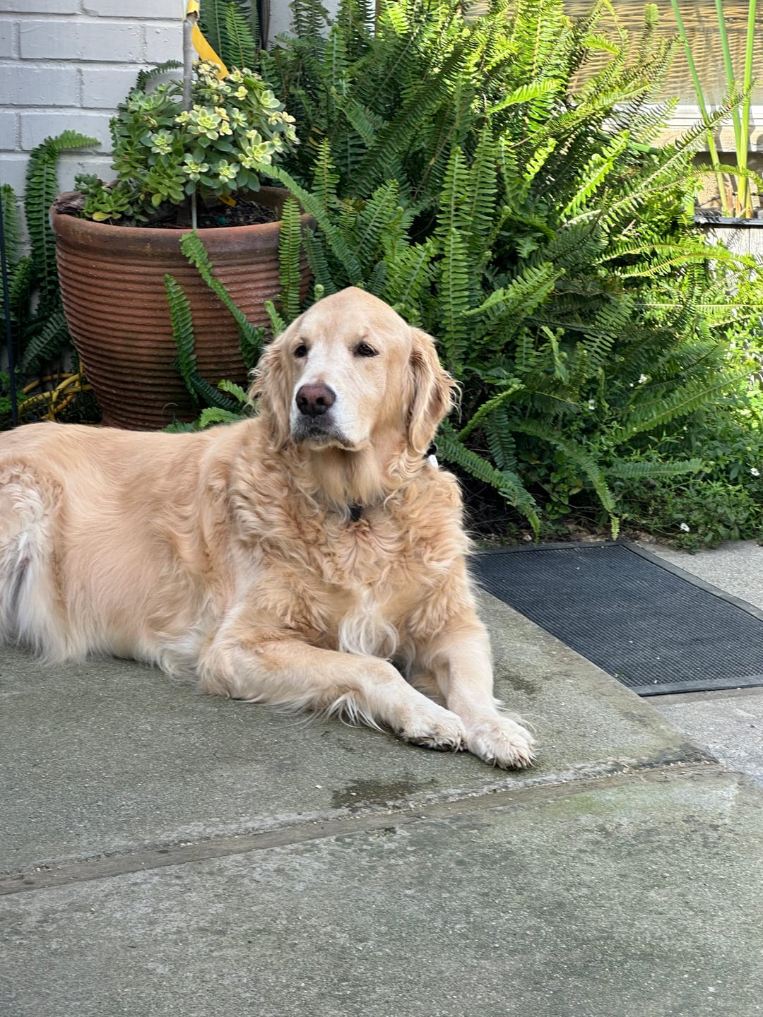 Customer photo review of Tucker's Gold 1000MG