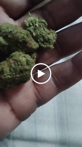 Customer video review of Black Ice THCA Flower Ounce (28g)