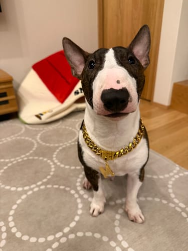 Customer's brindle and white Bull Terrier sitting on a rug wearing the Gold Chain Dog Collar.