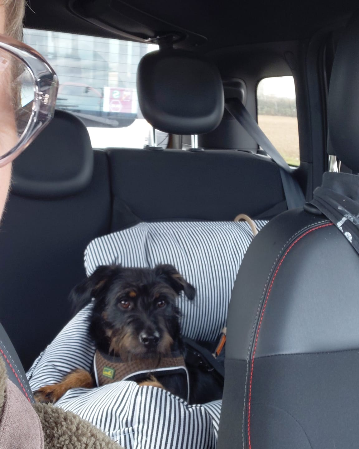 Customer photo review of Premium Hunde Autositz inkl. Sicherheitsgurt