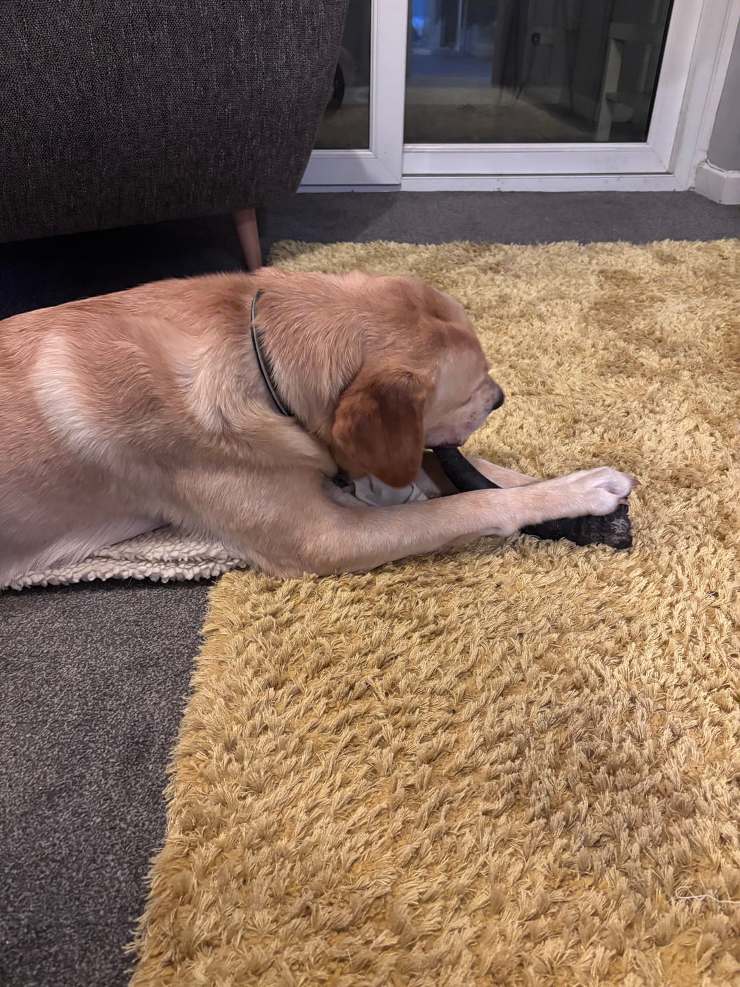 Customer photo review of Buffalo Horn Jumbo