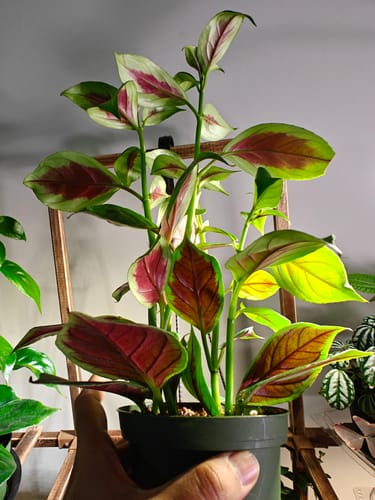 Customer holds a Goldfish Nematanthus 'Champagne Jam' plant showing its lush leaves with red undersides.