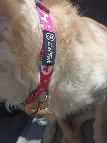Customer photo review of CT6763 1 Pieza De Collar Con Diseño Para Mascota