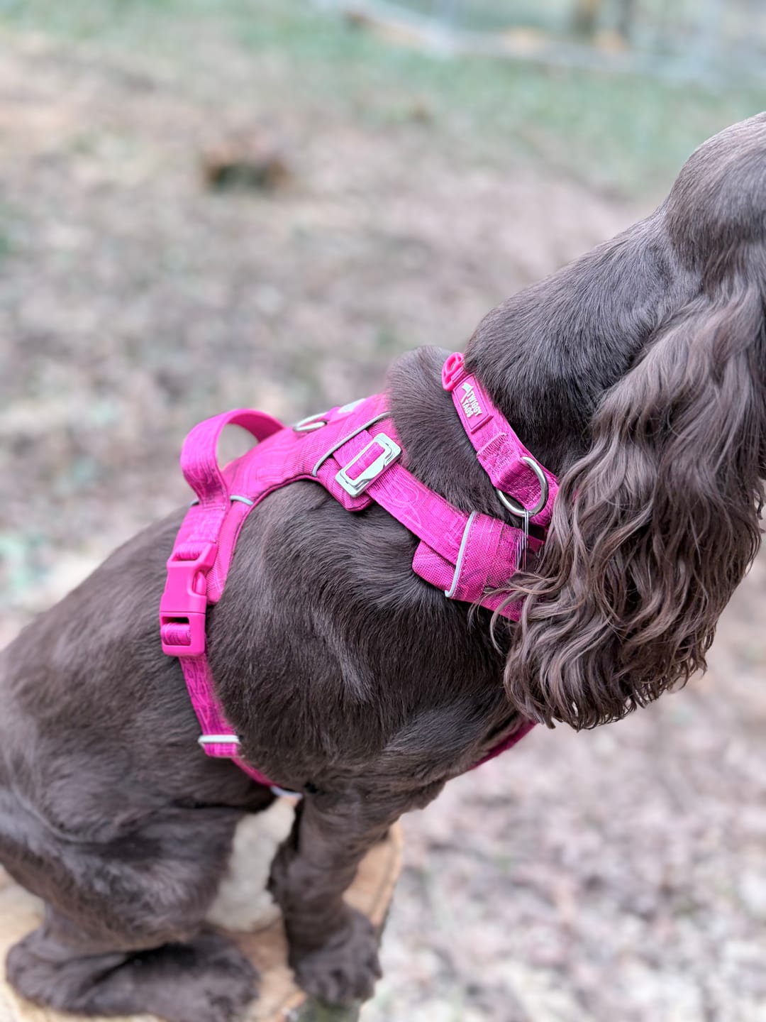 Customer photo review of Comfort Collar