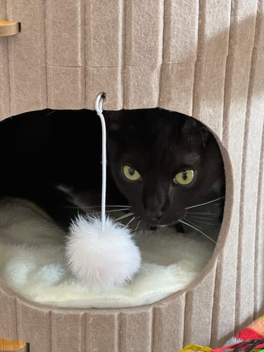 Customer photo review of 5-Level Felt Cat Tower with Sisal Posts – Cosy & Multi-Cat Friendly
