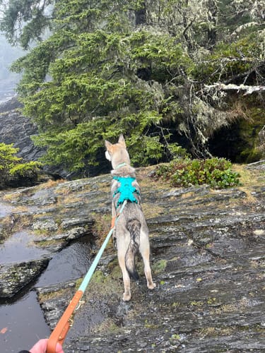 Customer photo review of Biothane Traffic Handle Dog Leash