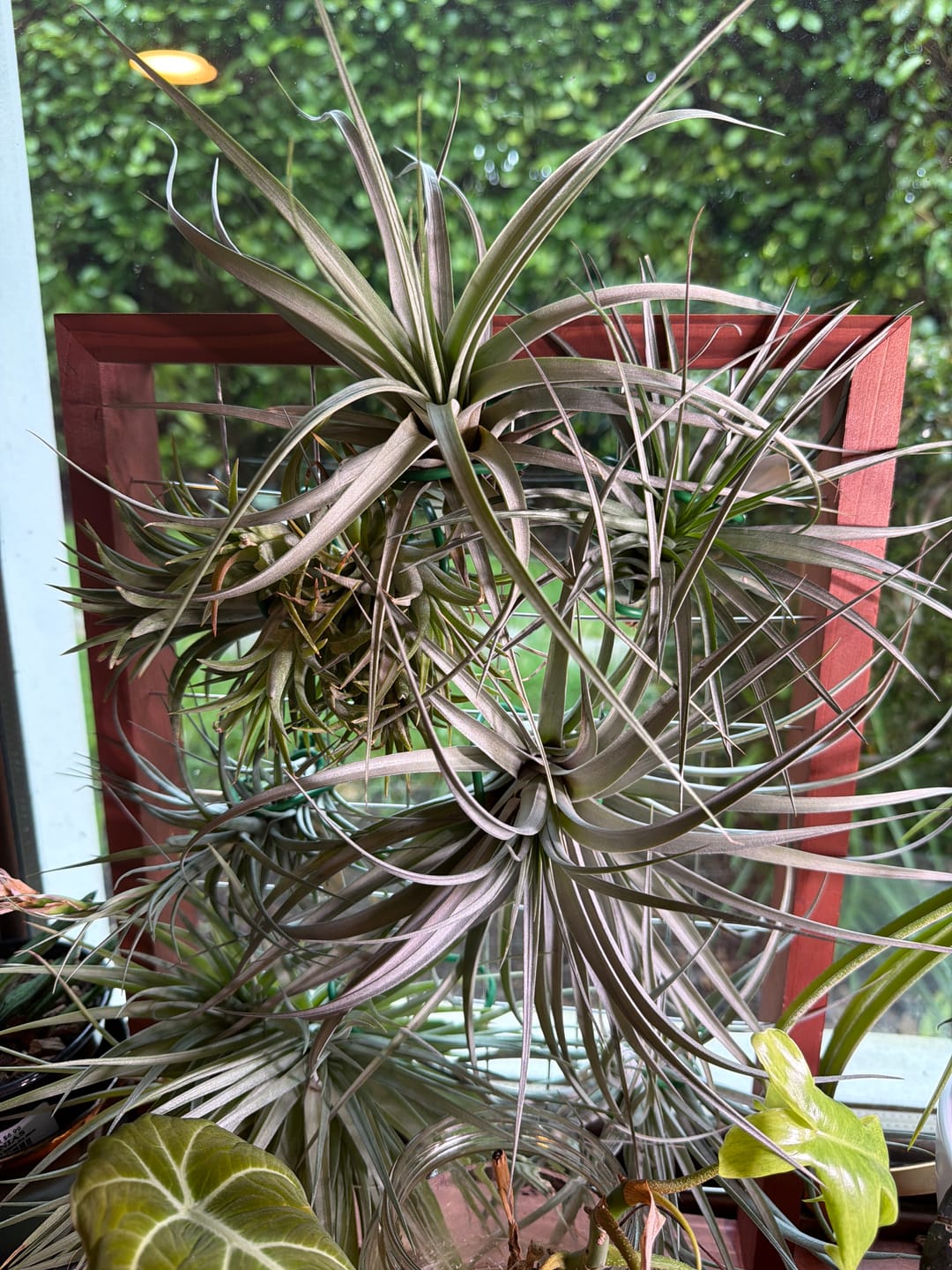 Customer photo review of Air Plant Mystery Box - Curated Tillandsia Collection | 5 Tiers Available