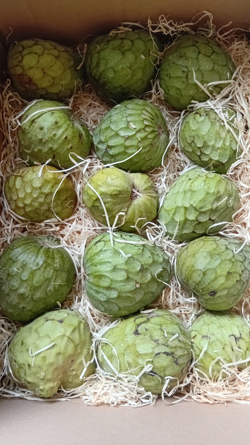 Customer photo review of Cherimoya Bio Hochernte-Retterbox Sonderaktion % 4kg