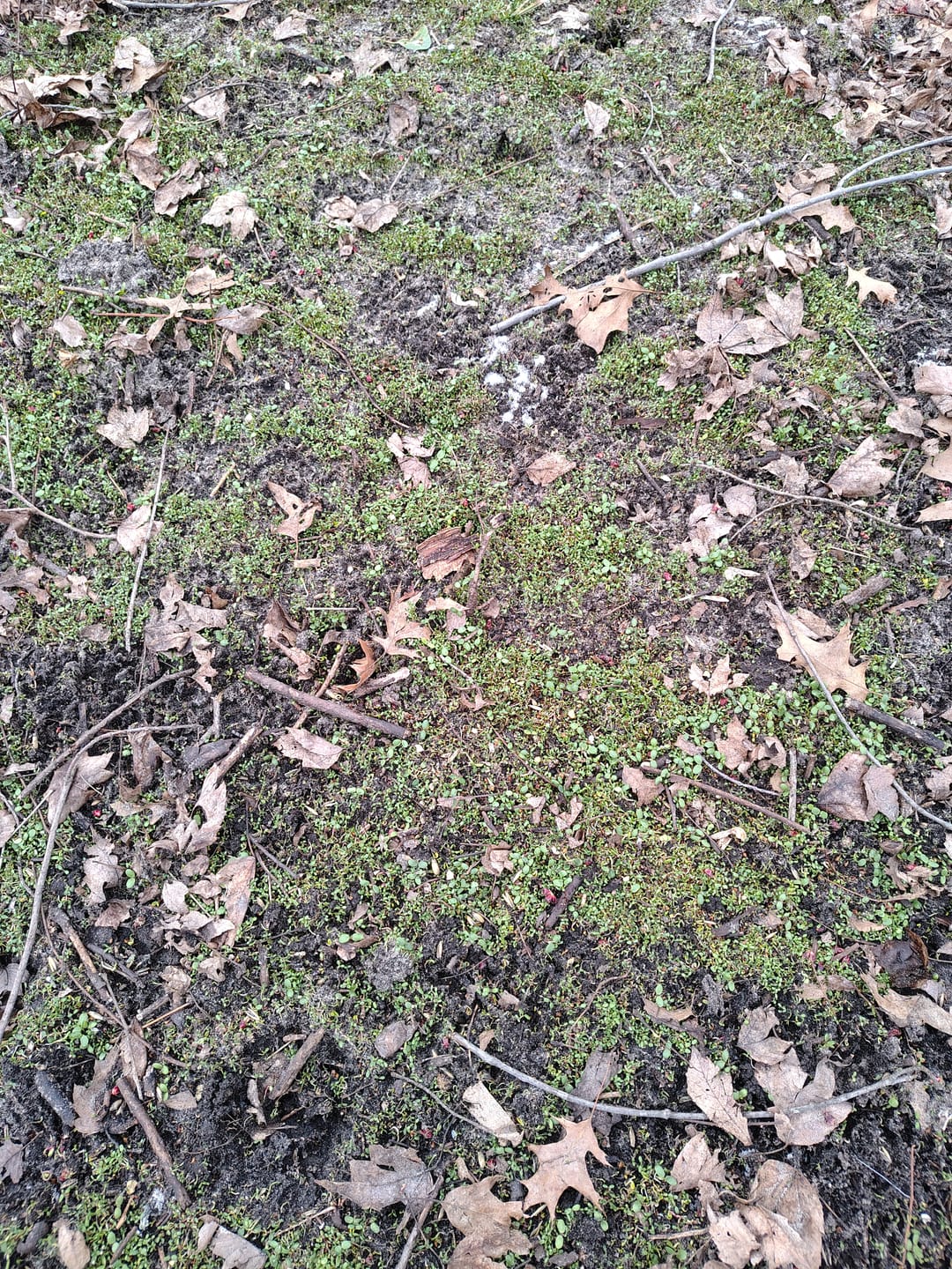 Customer photo review of Whitetail Hill Clover