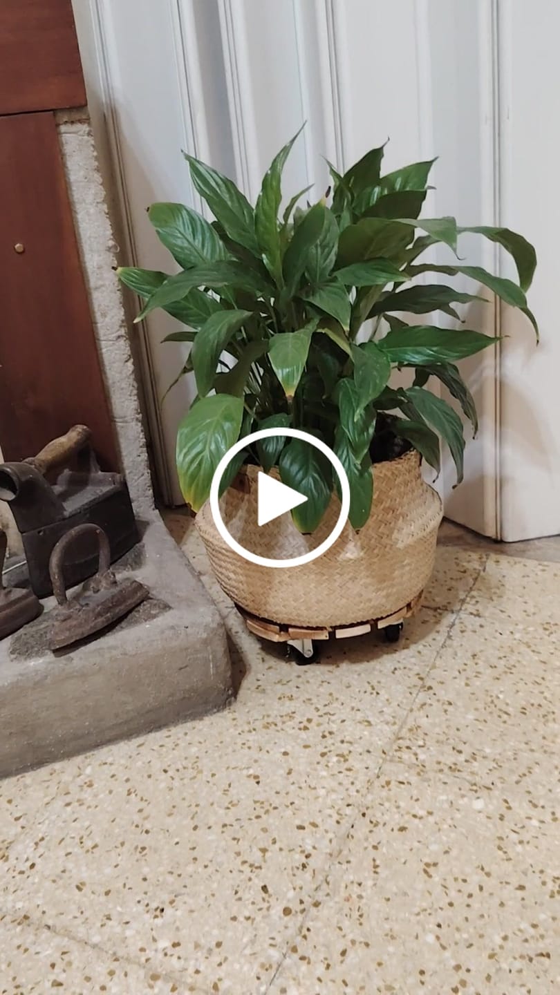 Customer video review of Soporte para Macetas Plantas con Ruedas Madera Resistente