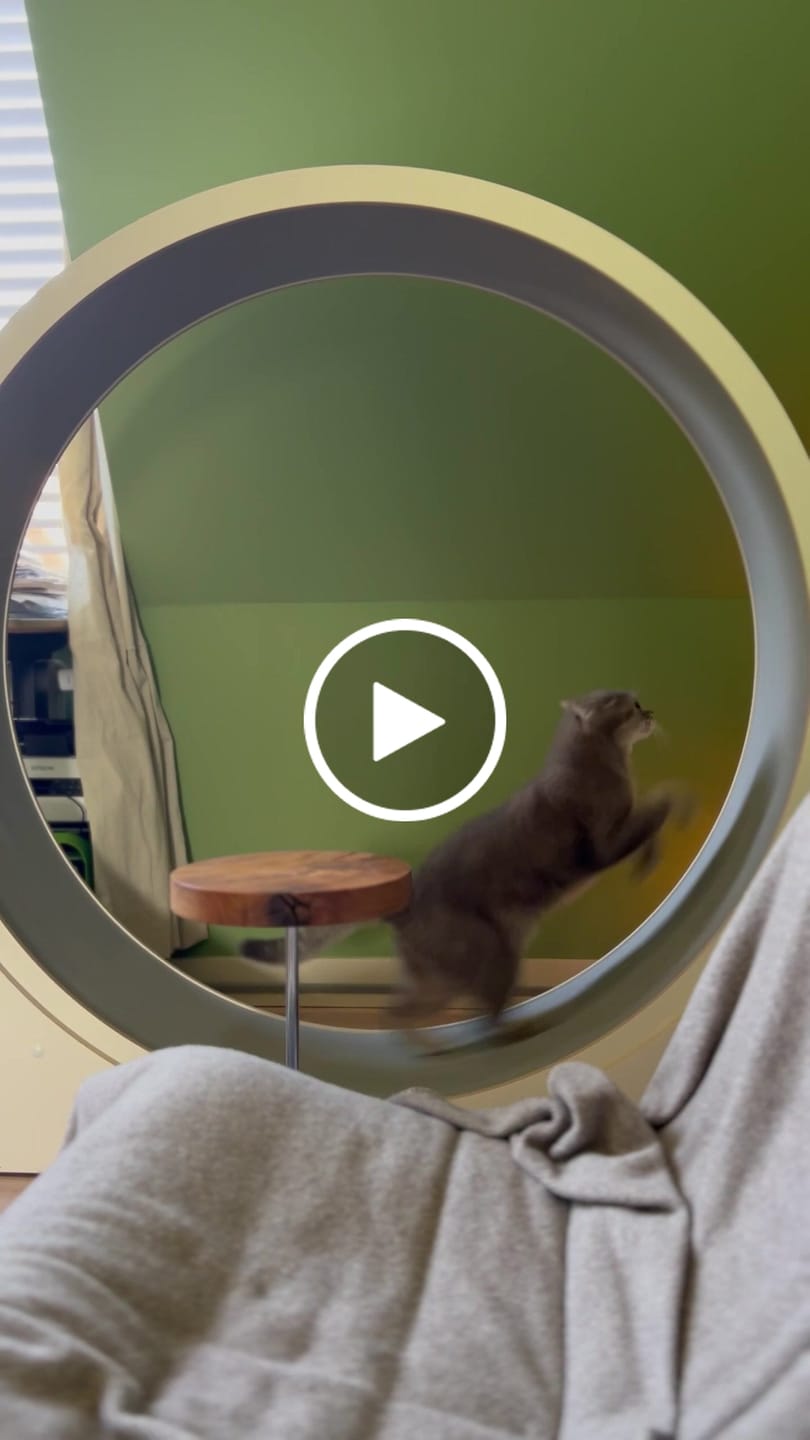 Customer video review of Elmato Katzenlaufrad Simba