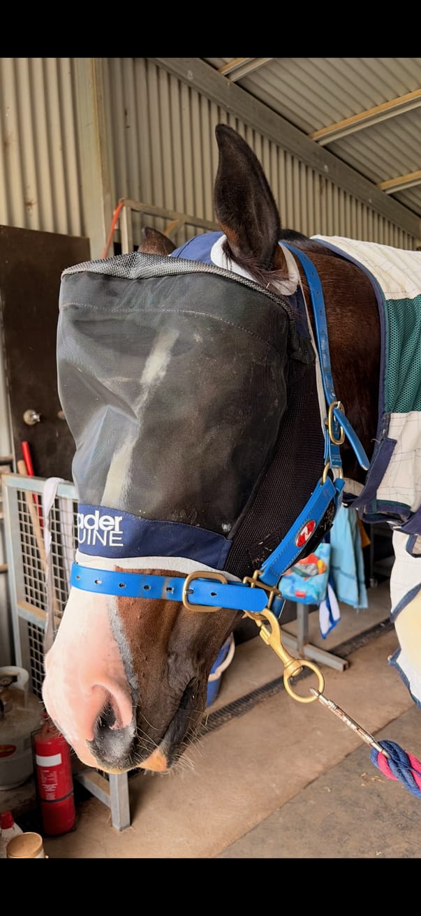 Customer photo review of LE Outback Flymask Original