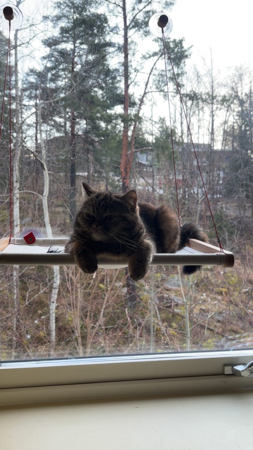 Customer photo review of Cat Hammock katteseng