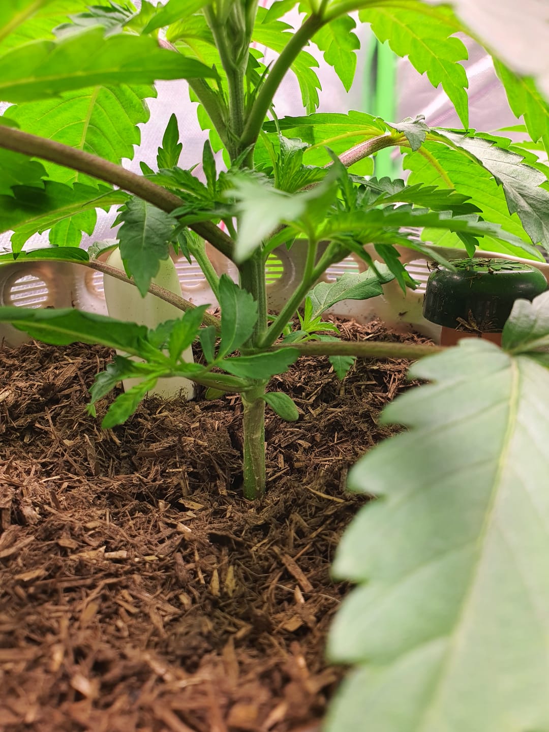 Customer photo review of Muddis Mulch