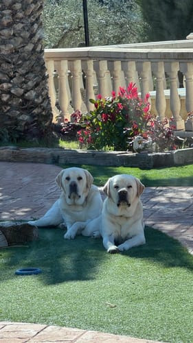 Customer photo review of Grain Free Adult Salmon