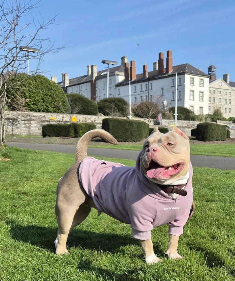Customer photo review of Essential Dog Hoodie - Purple Taupe