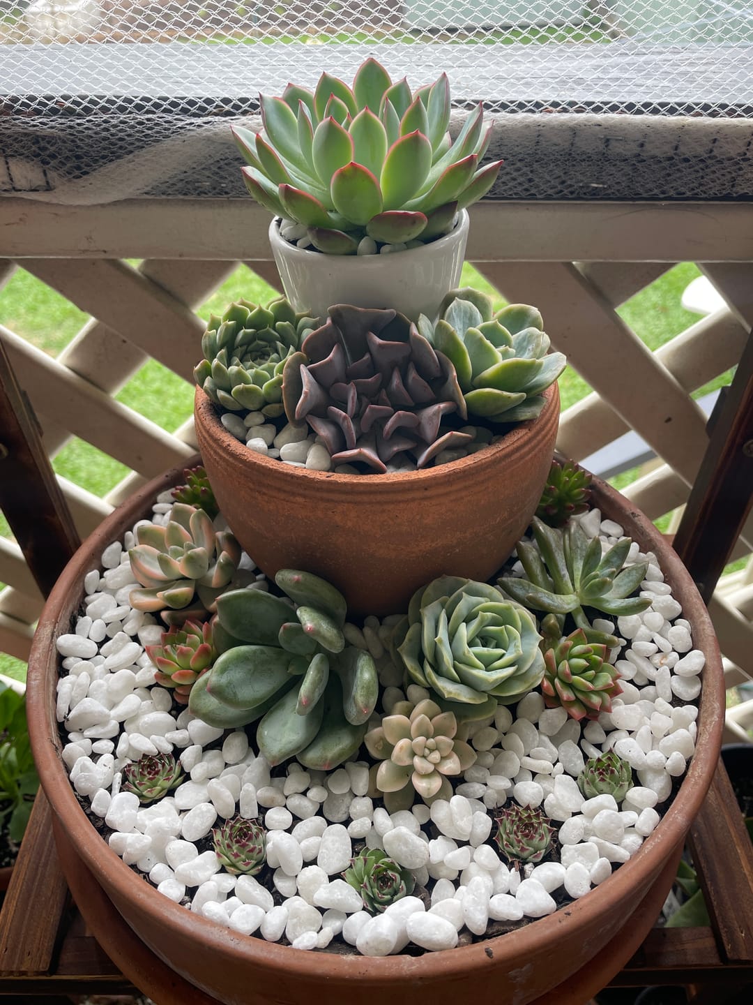 Customer photo review of Echeveria 'Pink Edge'