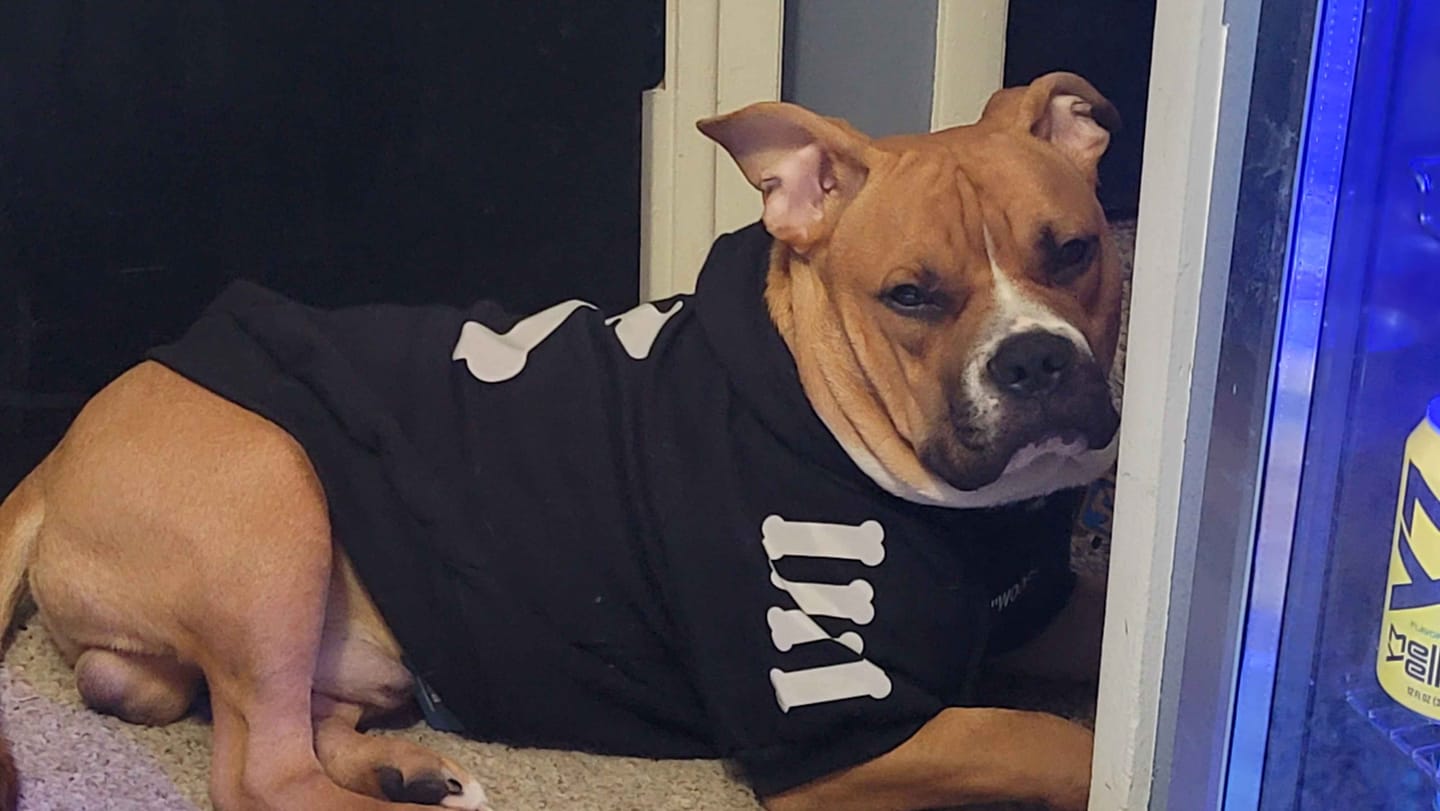 Customer photo review of "WOOF" Dog Hoodie - Black & Reflective
