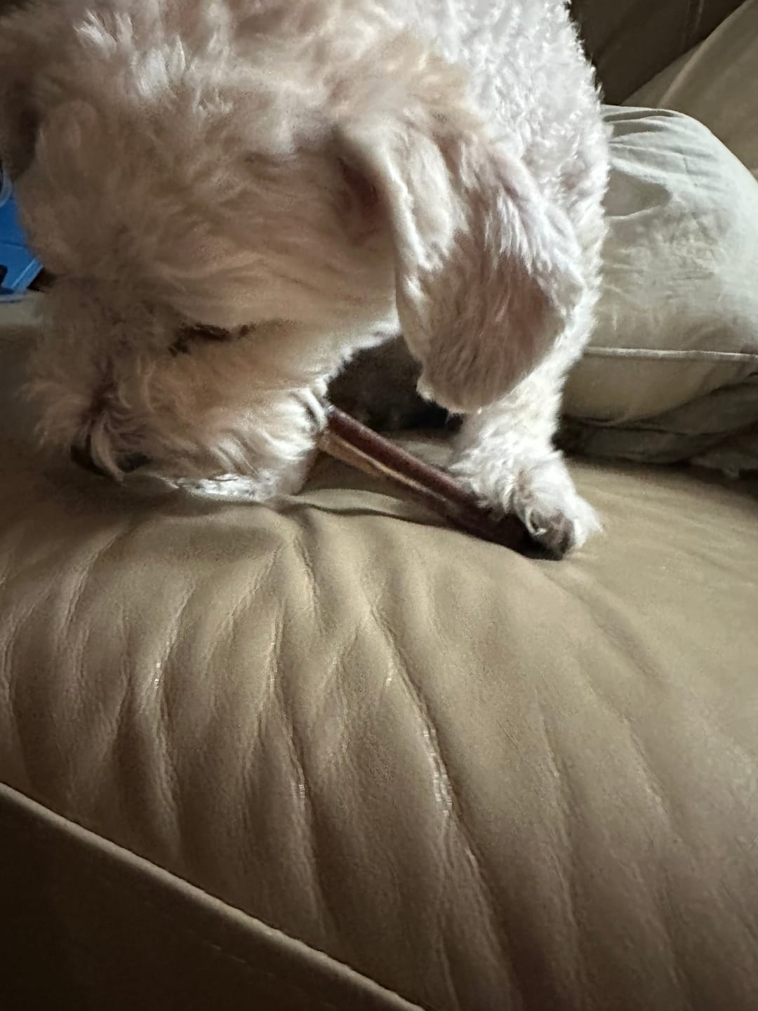 Customer photo review of Beef Gullet Jerky Sticks 6"