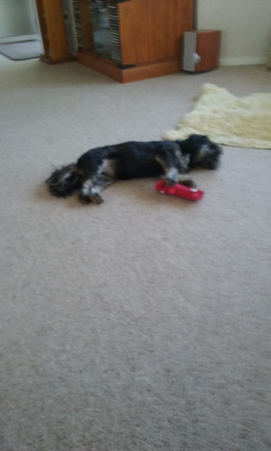 Customer photo review of NexGard SPECTRA for Small Dogs 3.6-7.5kg