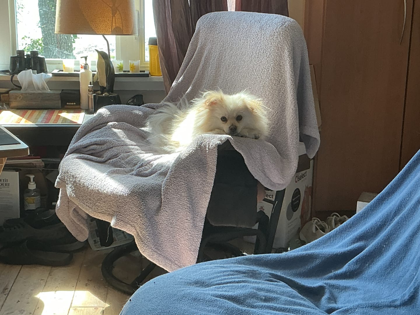 Customer photo review of COMBO GRAND STRESS pour chiens et chats: TOXY, PEASY