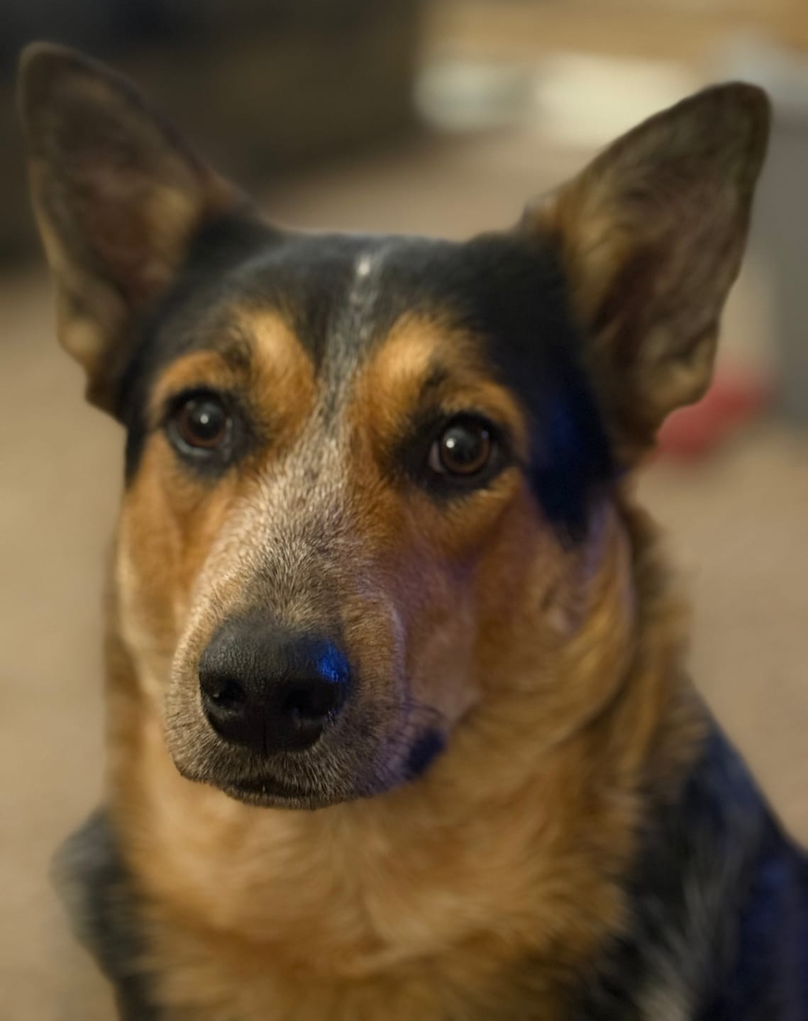Customer photo review of Buddy Guard + Hearty Bites
