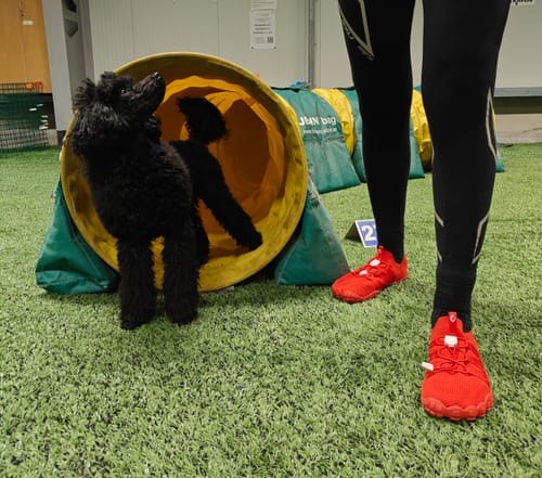 Arvostelijan punaiset Vapauta Varpaat™ -paljasjalkakengät agilityradalla koiran vieressä.