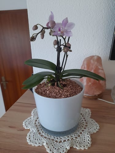 Kunde zeigt die Table Dance Sakura Orchidee mit zartrosa Blüten in einem weißen Topf auf einem Holztisch.