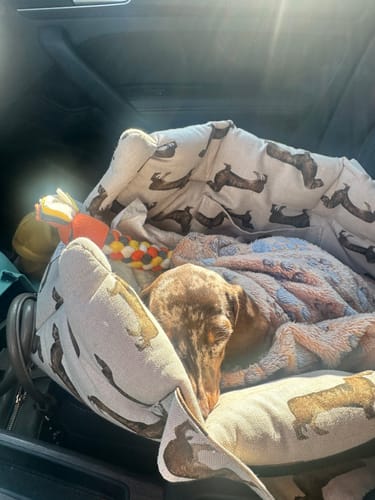 Customer photo review of Borsa Cotone Panama Bassotto